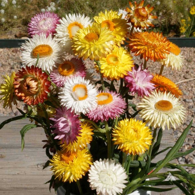 Straw Flower