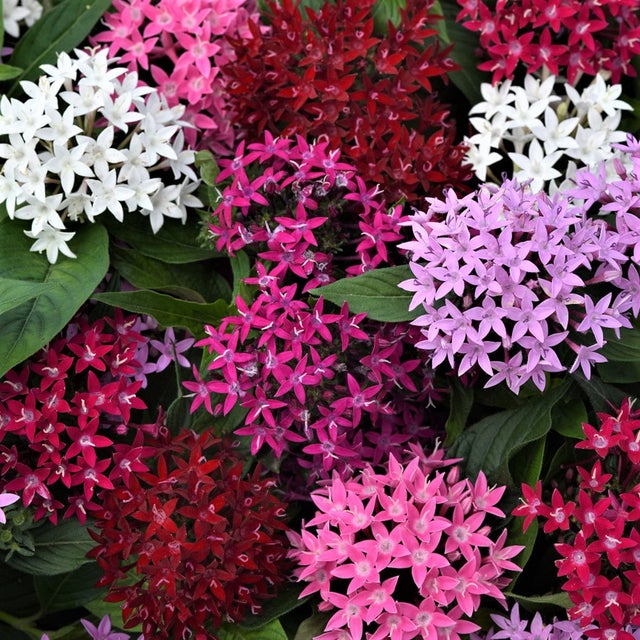 Star Flower