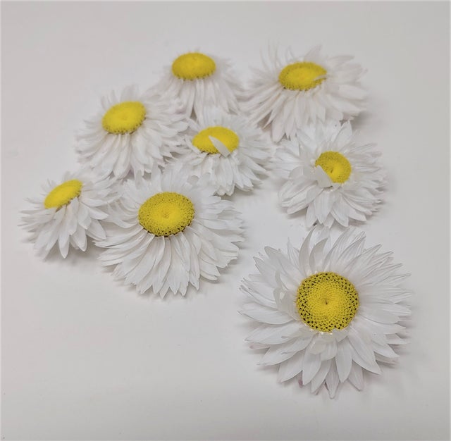 Daisy