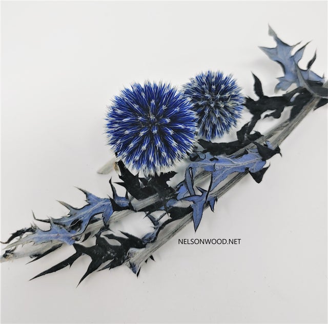 Echinops
