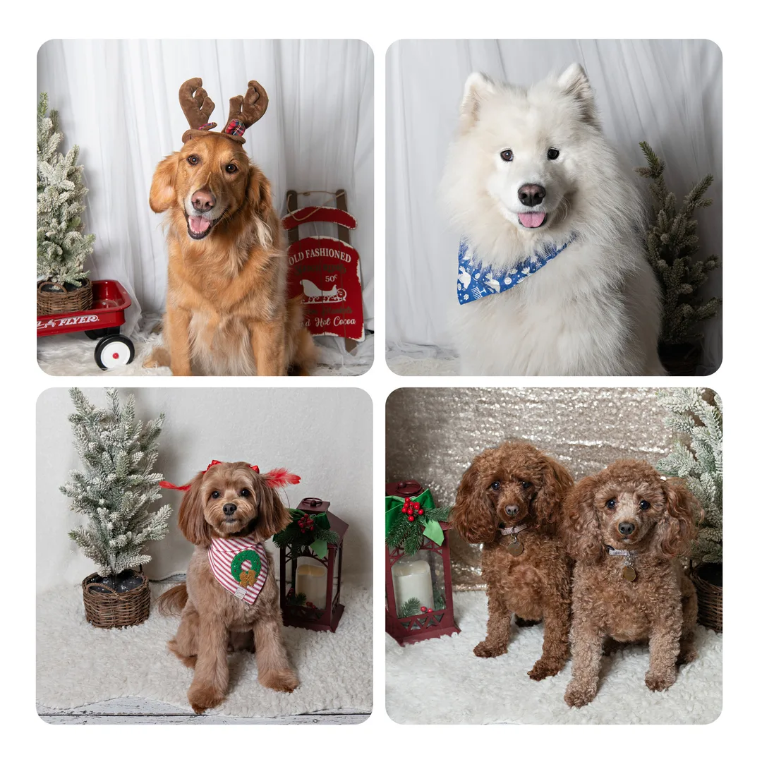 a 4 opening collage of dog holiday Christmas and Hanukkah photos