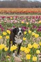 carousel chooser