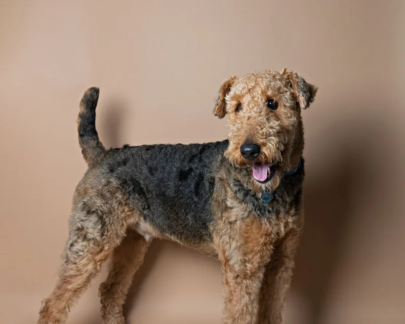 Airedale terrier dog against a brown background