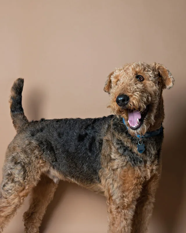 Airedale terrier dog vertical photo on brown background