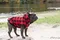carousel chooser