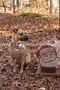 carousel chooser