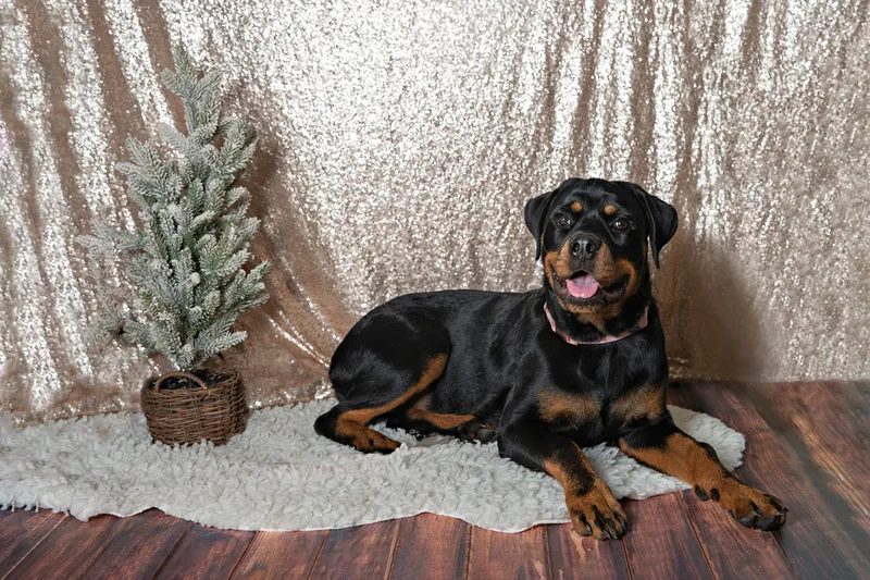 photo of a rottweiler dog  in front of a champagne colored sequin backdrop with a Christmas tree in the background 