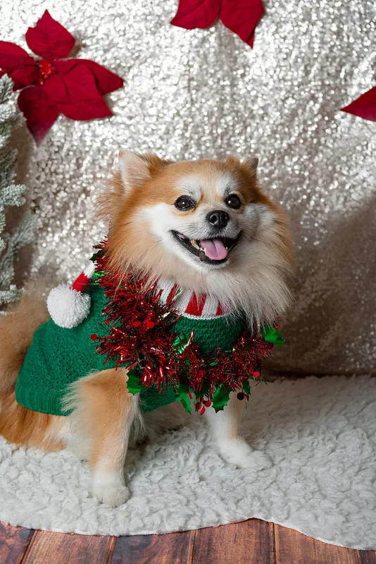 photo of a pomeranian dog in front of a champagne colored sequin backdrop with a Christmas tree in the background 