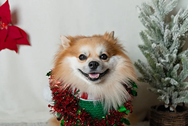 photo of a pomeranian dog in front of a white backdrop with poinsettias and a Christmas tree in the background