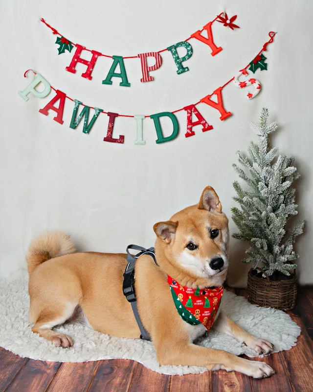 photo of a Shiba Inu dog in front of a Happy Pawlidays banner with a Christmas tree in the background