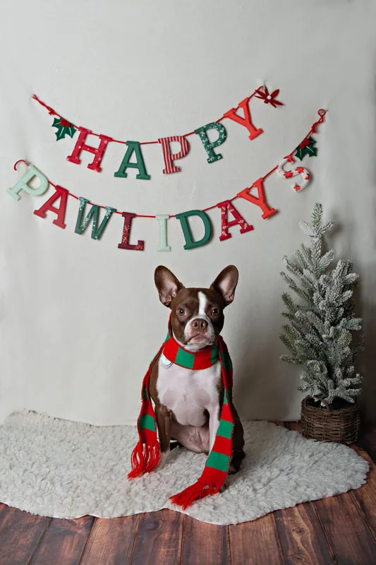 photo of a boston terrier dog in front of a Happy Pawlidays banner with a Christmas tree in the background