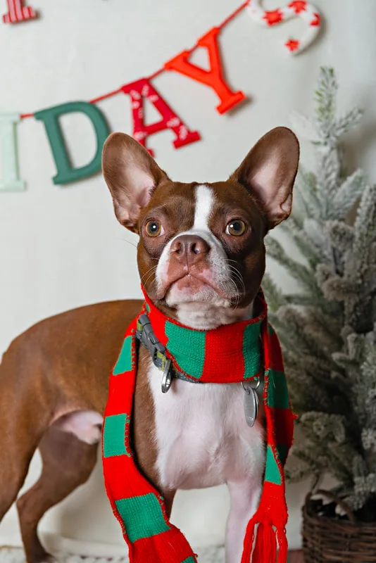 closeup photo of a boston terrier dog in front of a Happy Pawlidays banner with a Christmas tree in the background