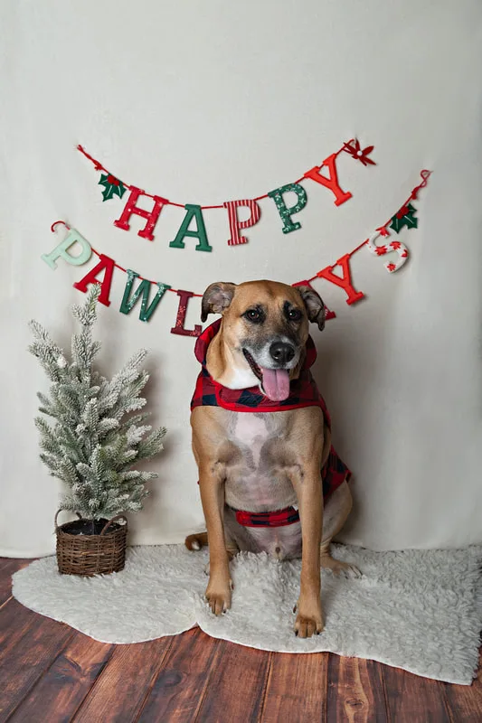 photo of a hound mix dog dog in front of a Happy Pawlidays banner with a Christmas tree in the background