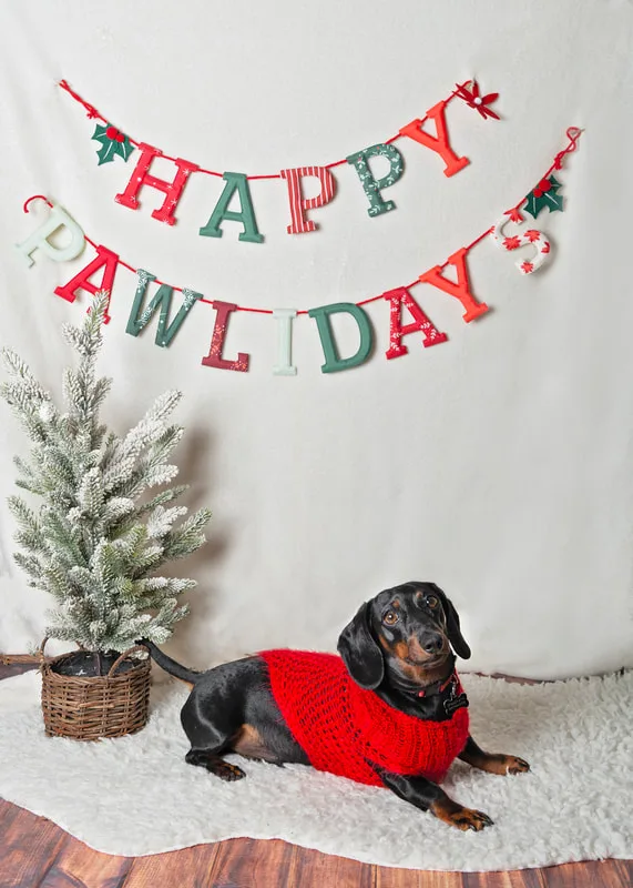 photo of a dachshund dog in front of a Happy Pawlidays banner with a Christmas tree in the background