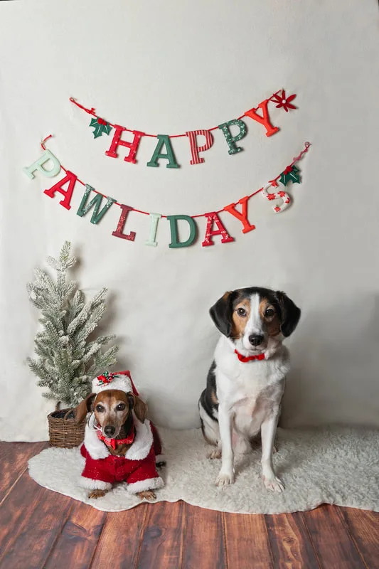 photo of a dachshund and a hound mix dog in front of a Happy Pawlidays banner with a Christmas tree in the background