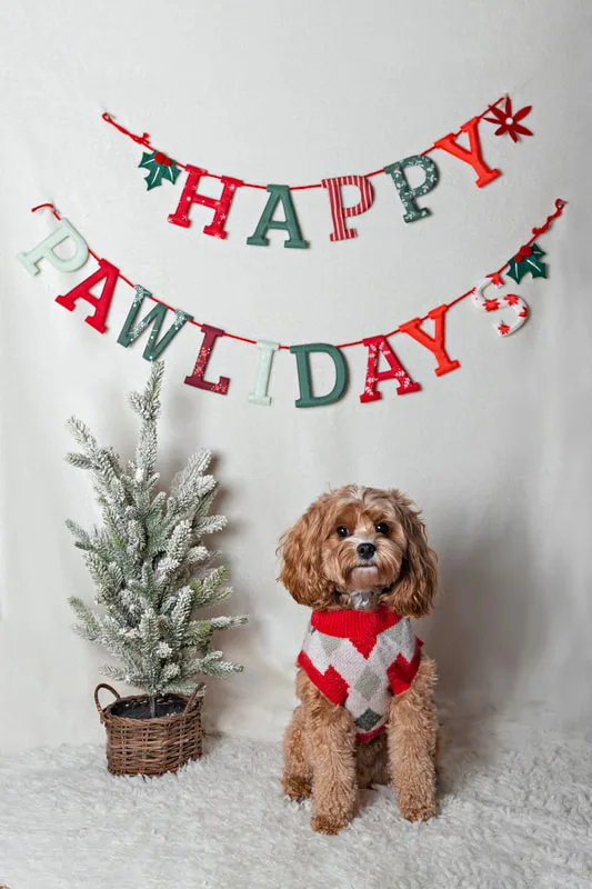 photo of a fluffy brown dog in front of a Happy Pawlidays banner with a Christmas tree in the background
