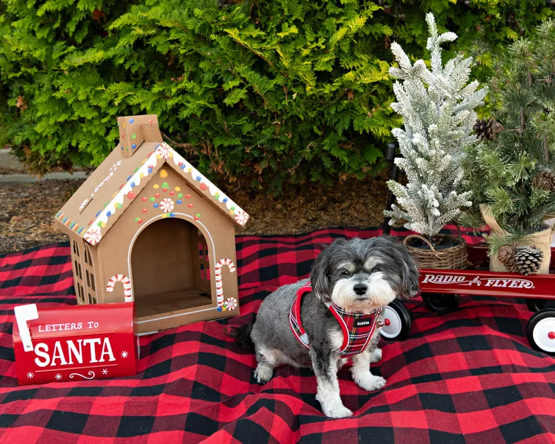 Color photo of a dog in front of Christmas props on a buffalo plaid blanket at the Bayport-Blue Point Library. The photo was taken by Laura of Laura Pea Photography, a Long Island based pet photographer. 