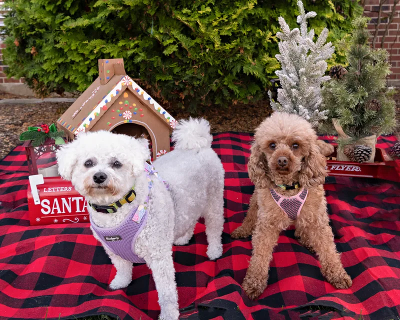 Color photo of two dogs in front of Christmas props on a buffalo plaid blanket at the Bayport-Blue Point Library. The photo was taken by Laura of Laura Pea Photography, a Long Island based pet photographer. 