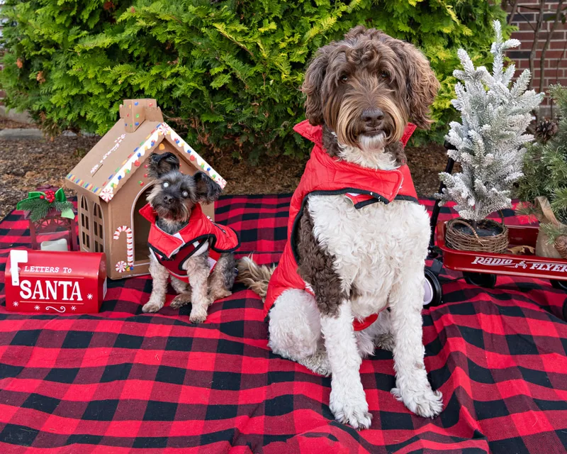 Color photo of two dogs in front of Christmas props on a buffalo plaid blanket at the Bayport-Blue Point Library. The photo was taken by Laura of Laura Pea Photography, a Long Island based pet photographer. 