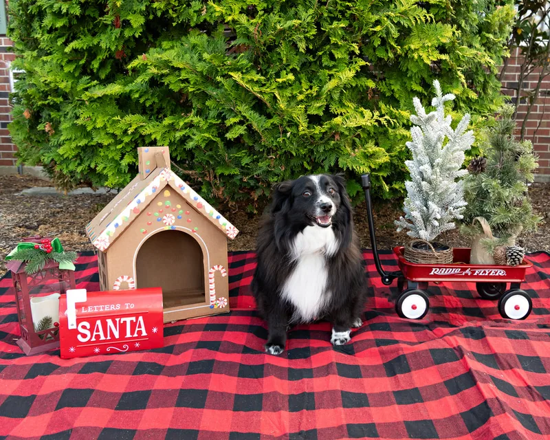 Color photo of a dog in front of Christmas props on a buffalo plaid blanket at the Bayport-Blue Point Library. The photo was taken by Laura of Laura Pea Photography, a Long Island based pet photographer. 