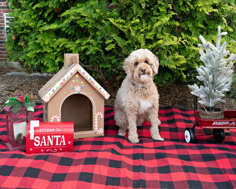 Color photo of a dog in front of Christmas props on a buffalo plaid blanket at the Bayport-Blue Point Library. The photo was taken by Laura of Laura Pea Photography, a Long Island based pet photographer. 