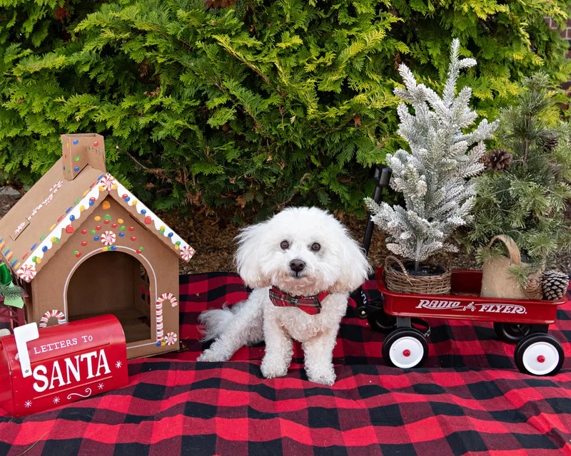 Color photo of a dog in front of Christmas props on a buffalo plaid blanket at the Bayport-Blue Point Library. The photo was taken by Laura of Laura Pea Photography, a Long Island based pet photographer. 