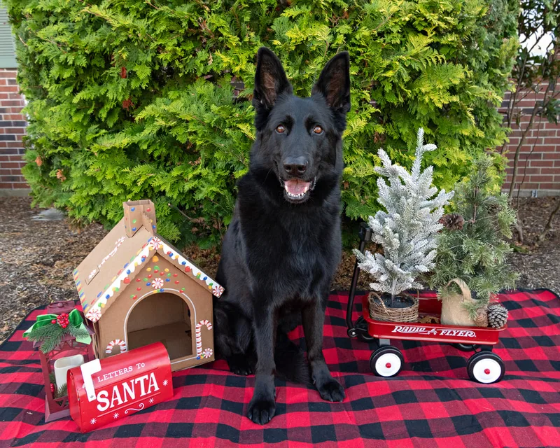 Color photo of a dog in front of Christmas props on a buffalo plaid blanket at the Bayport-Blue Point Library. The photo was taken by Laura of Laura Pea Photography, a Long Island based pet photographer. 