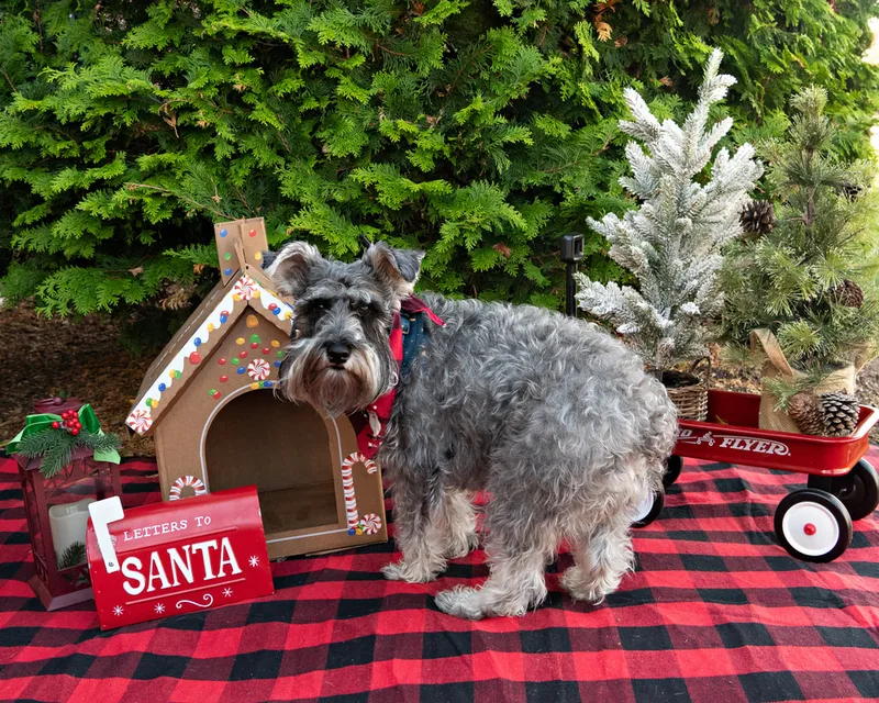 Color photo of a dog in front of Christmas props on a buffalo plaid blanket at the Bayport-Blue Point Library. The photo was taken by Laura of Laura Pea Photography, a Long Island based pet photographer. 