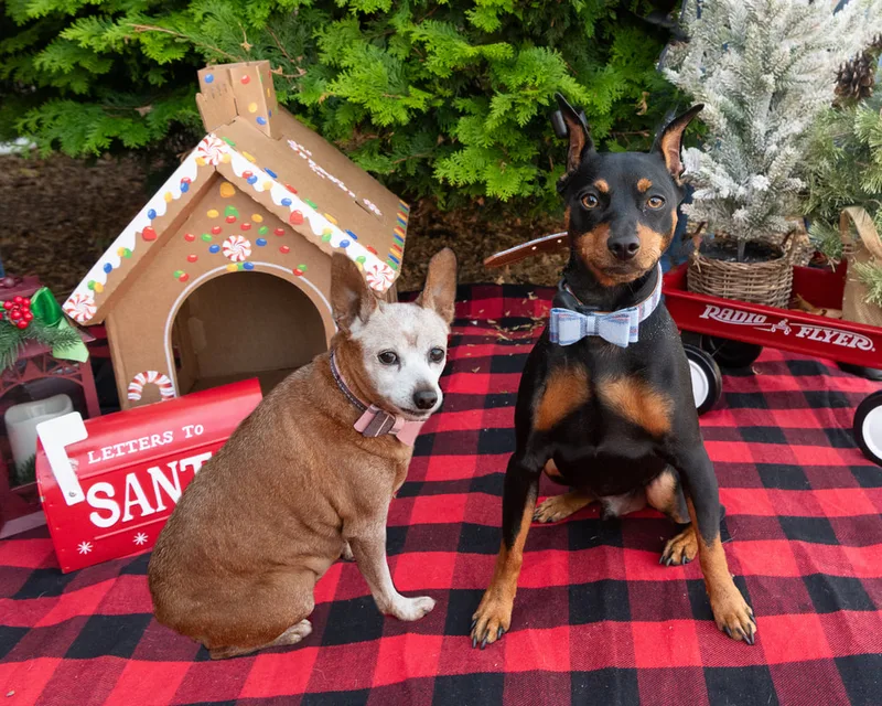 Color photo of two dogs in front of Christmas props on a buffalo plaid blanket at the Bayport-Blue Point Library. The photo was taken by Laura of Laura Pea Photography, a Long Island based pet photographer. 