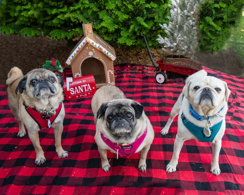 Color photo of three dogs in front of Christmas props on a buffalo plaid blanket at the Bayport-Blue Point Library. The photo was taken by Laura of Laura Pea Photography, a Long Island based pet photographer. 