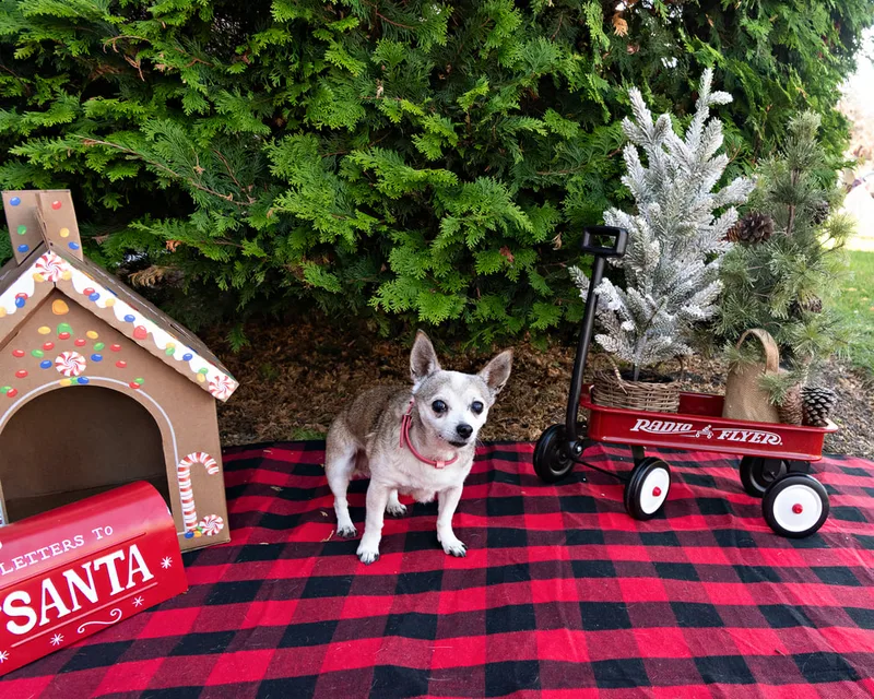 Color photo of a dog in front of Christmas props on a buffalo plaid blanket at the Bayport-Blue Point Library. The photo was taken by Laura of Laura Pea Photography, a Long Island based pet photographer. 