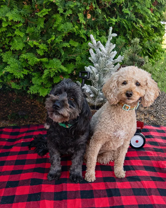 Color photo of two dogs in front of Christmas props on a buffalo plaid blanket at the Bayport-Blue Point Library. The photo was taken by Laura of Laura Pea Photography, a Long Island based pet photographer. 