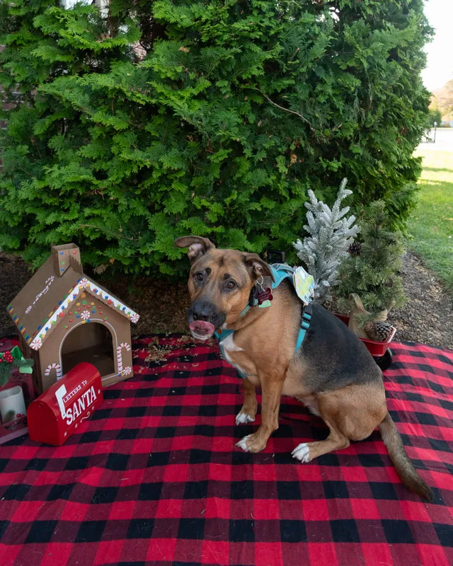 Color photo of a dog in front of Christmas props on a buffalo plaid blanket at the Bayport-Blue Point Library. The photo was taken by Laura of Laura Pea Photography, a Long Island based pet photographer. 