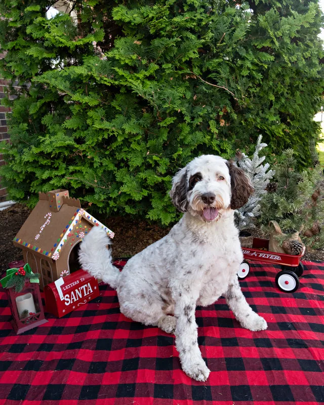 Color photo of a dog in front of Christmas props on a buffalo plaid blanket at the Bayport-Blue Point Library. The photo was taken by Laura of Laura Pea Photography, a Long Island based pet photographer. 