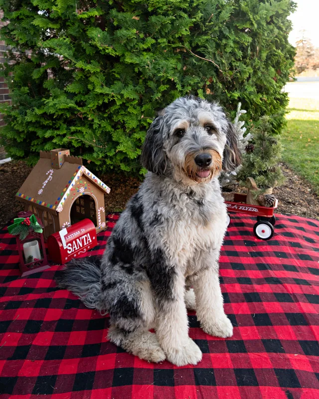 Color photo of a dog in front of Christmas props on a buffalo plaid blanket at the Bayport-Blue Point Library. The photo was taken by Laura of Laura Pea Photography, a Long Island based pet photographer. 