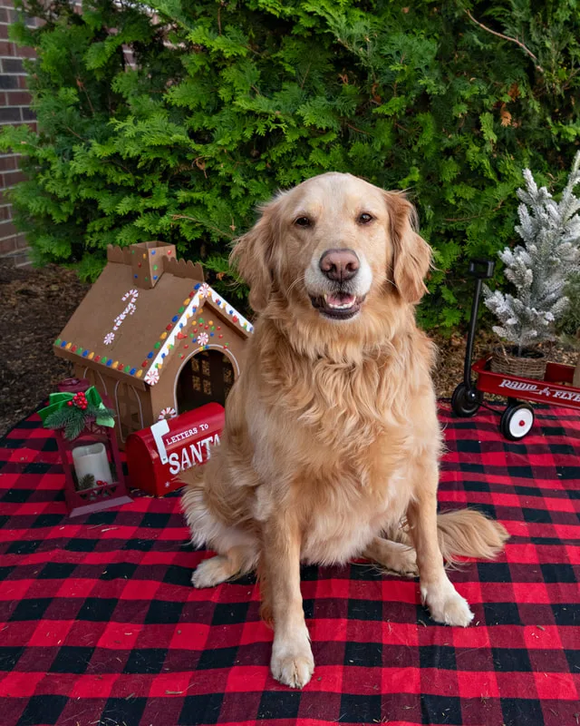 Color photo of a dog in front of Christmas props on a buffalo plaid blanket at the Bayport-Blue Point Library. The photo was taken by Laura of Laura Pea Photography, a Long Island based pet photographer. 