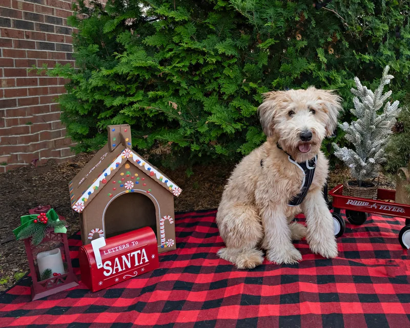 Color photo of a dog in front of Christmas props on a buffalo plaid blanket at the Bayport-Blue Point Library. The photo was taken by Laura of Laura Pea Photography, a Long Island based pet photographer. 