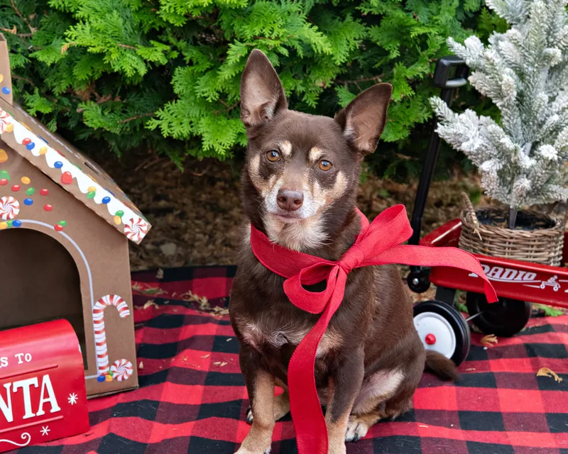 Color photo of a dog in front of Christmas props on a buffalo plaid blanket at the Bayport-Blue Point Library. The photo was taken by Laura of Laura Pea Photography, a Long Island based pet photographer. 
