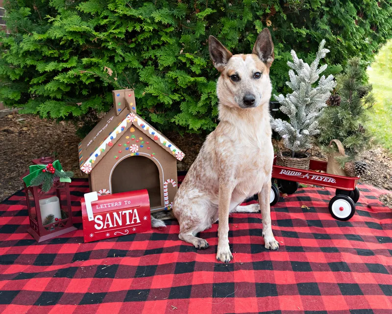 Color photo of a dog in front of Christmas props on a buffalo plaid blanket at the Bayport-Blue Point Library. The photo was taken by Laura of Laura Pea Photography, a Long Island based pet photographer. 
