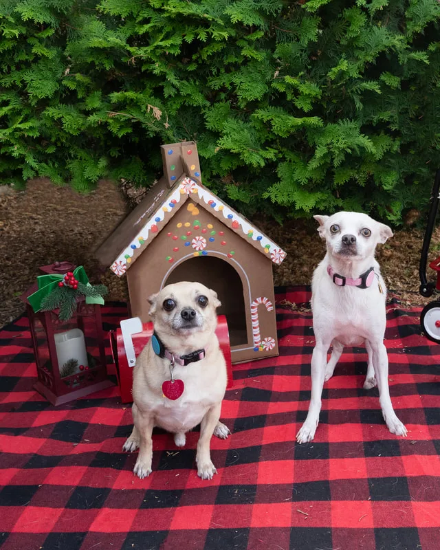 Color photo of two dogs in front of Christmas props on a buffalo plaid blanket at the Bayport-Blue Point Library. The photo was taken by Laura of Laura Pea Photography, a Long Island based pet photographer. 