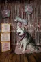 carousel chooser