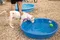 carousel chooser