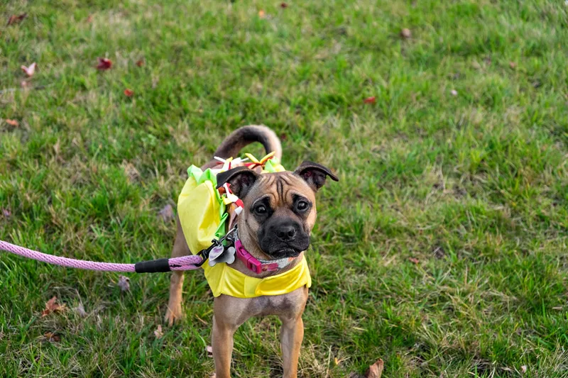 photo of a dog dressed as a taco