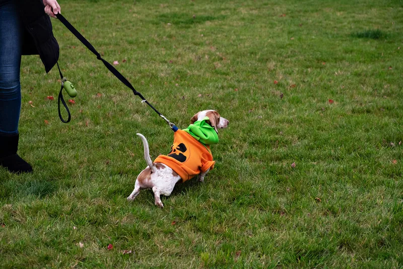 photo of a dog dressed as a pumpkin