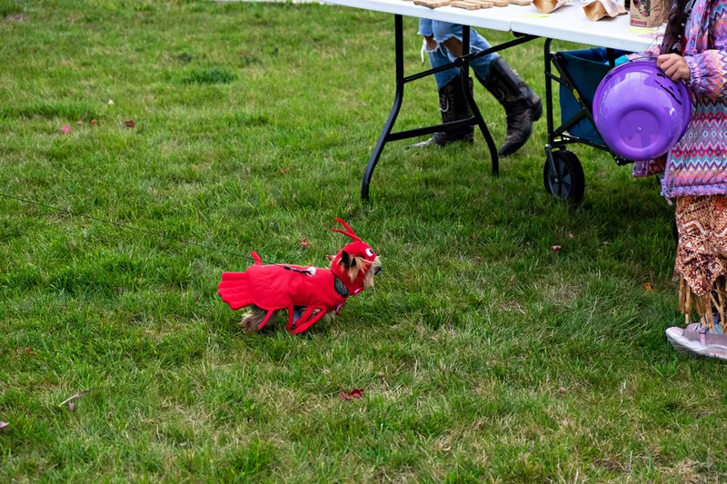 photo of a dog dressed as a lobster