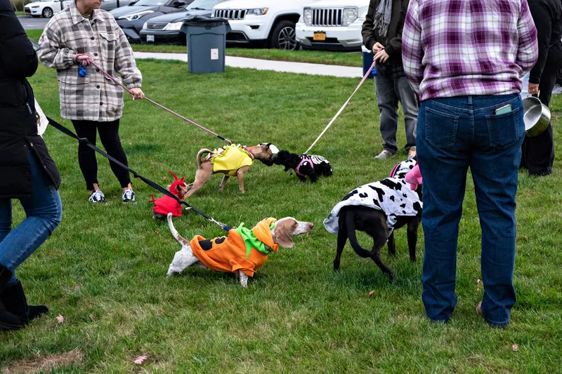 photo of people and dogs enjoying a Halloween dog costume parade