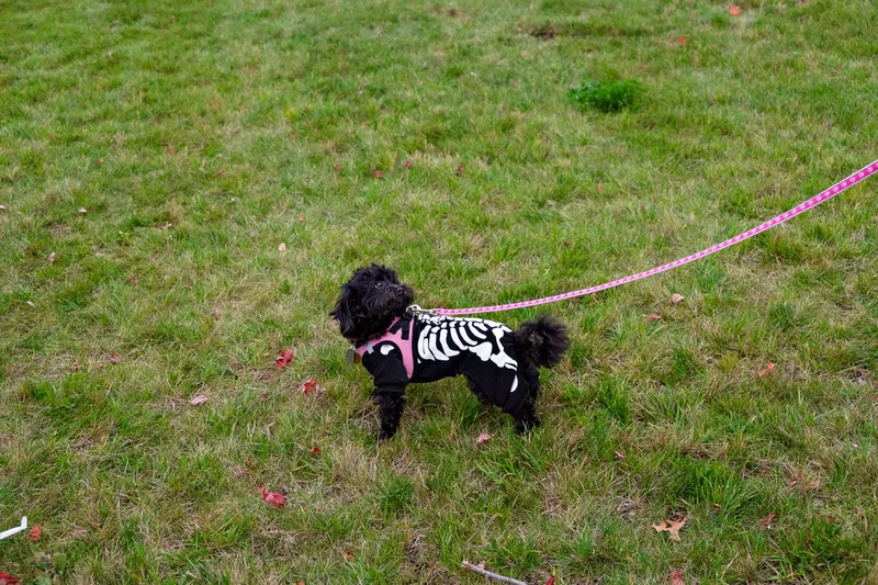 photo of a dog dressed as a skeleton