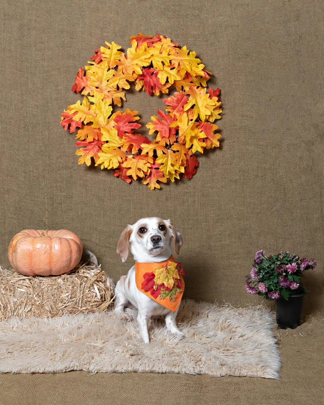 color photo of a fall and halloween photo shoot featuring a dachshund chihuahua mix dog. The photo was taken by Laura Paesano of Laura Pea Photography, a Long Island pet photographer. 
