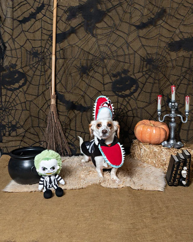 color photo of a fall and halloween photo shoot featuring a dachshund chihuahua mix dog. The photo was taken by Laura Paesano of Laura Pea Photography, a Long Island pet photographer. 