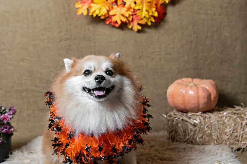 color photo of a fall and halloween photo shoot featuring a Pomeranian dog. The photo was taken by Laura Paesano of Laura Pea Photography, a Long Island pet photographer. 